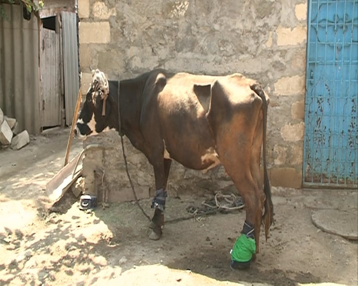 Diri inəyin buynuzunu kəsdi, ayağını baltaladı -FOTO