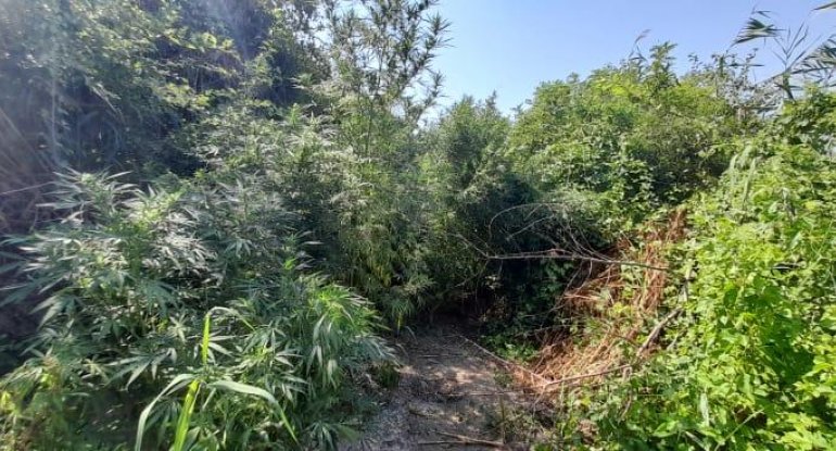 Yarım ton narkotik becərən şəxs saxlanıldı - FOTOLAR