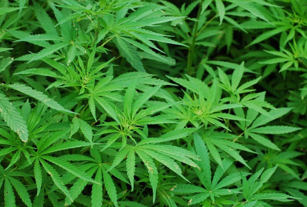 В Саатлинском районе задержан подозреваемый в культивации конопли - ФОТО