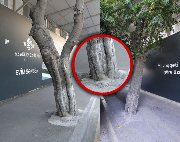 Bakıda tikinti şirkəti ağacları beton qəfəsə salıb - FOTO