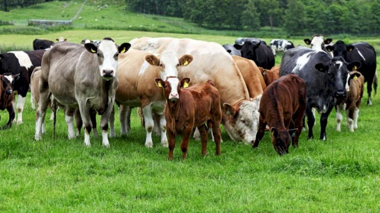 Azərbaycanda heyvanlara da peyvənd vurulacaq