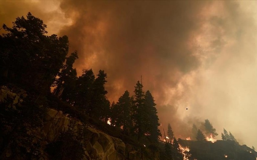 Kaliforniyada meşə yanğınlarının miqyası açıqlanıb
