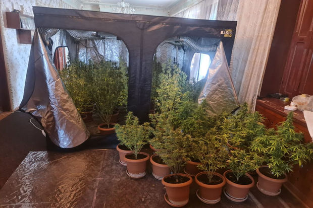 Житель Уджара задержан за выращивание конопли в устроенной дома теплице - ФОТО