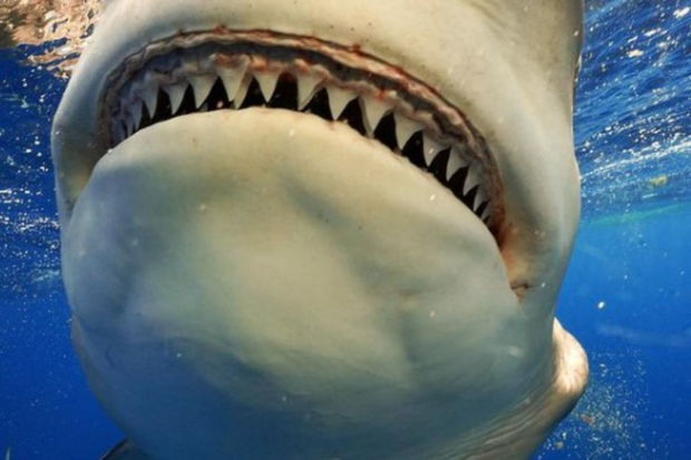 Акулы напали на 19-летнюю студентку и чуть не лишили ее руки