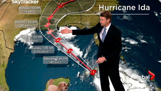 В Канаде собака ведущего вбежала в студию во время прямого эфира - ВИДЕО