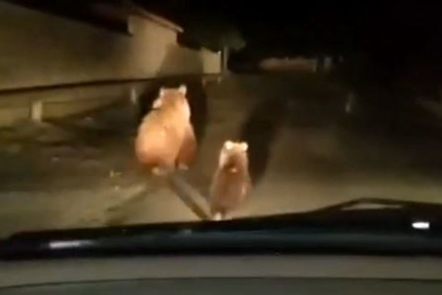 Balakəndə yaşayış məntəqəsində ayılar görülüb – VİDEO