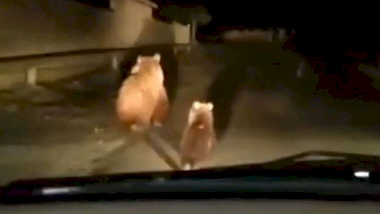 Balakəndə ayılar göründü