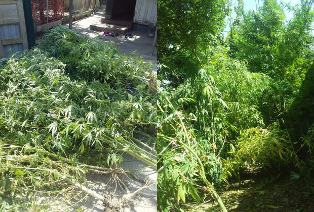 Yevlaxda çətənə bitkisinin kultivasiyası ilə məşğul olan şəxs saxlanılıb - FOTO