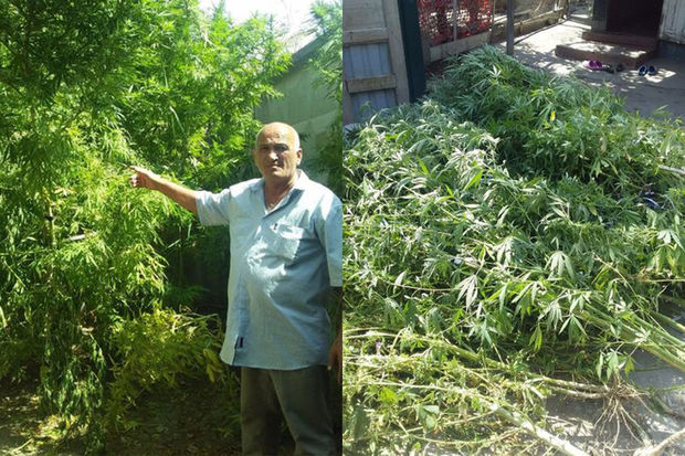 Задержан житель Евлаха, подозреваемый в культивации наркосодержащих растений - ФОТО