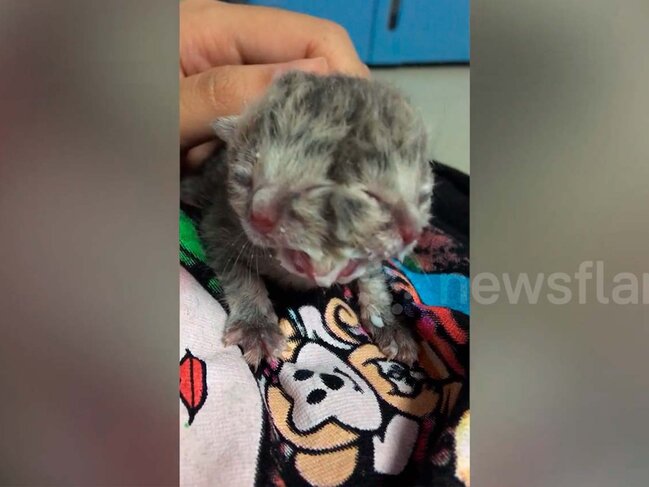 Bir başında 4 gözü, iki ağzı olan sağlam pişik doğuldu - VİDEO