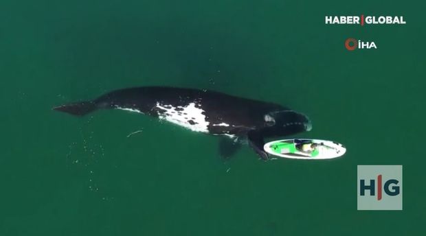 Qayıqla bərabər hərəkət edən balinanın görüntüləri diqqət çəkdi - VİDEO