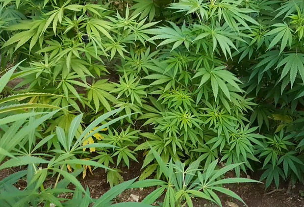 Xaçmazda polis əməliyyat keçirdi: Saxlanılanlar var