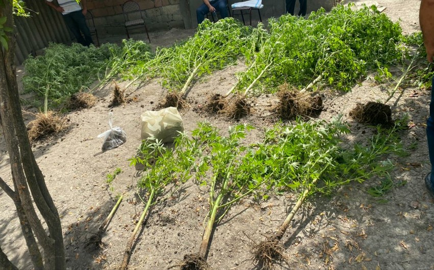 Multimedia Göyçayda narkotik becərən şəxs saxlanılıb