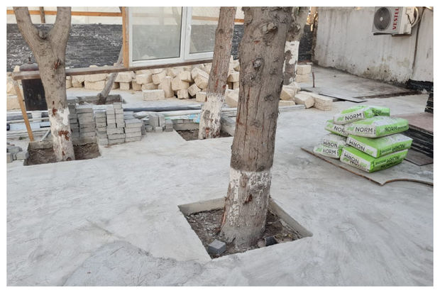 Bakıda tikinti aparılan ərazidəki ağaclar nəzarətə götürüldü - RƏSMİ