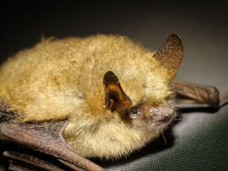 Nipah virusundan ilk ölüm qeydə alındı