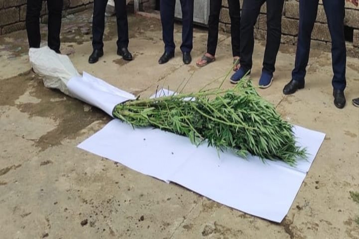 Həyətində narkotik tərkibli bitkilər yetişdirən Masallı sakini saxlanılıb