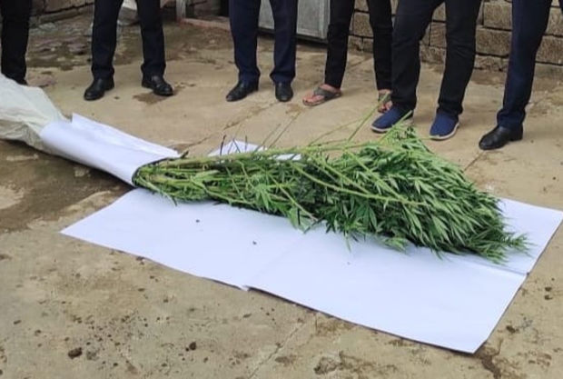 Жителя Масаллинского района задержали по подозрению в культивации конопли - ФОТО