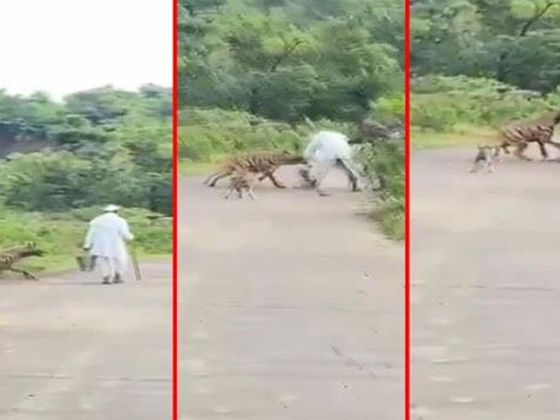 Goreşən qəfil kolluqdan çıxıb yaşlı kişiyə hücum etdi - Anbaan VİDEO