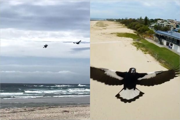 Səmada çəkiliş hava döyüşünə çevrildi – VİDEO