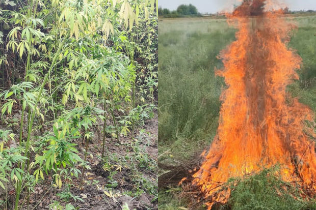 180 kiloqram narkotik tərkibli bitki məhv edildi - FOTO