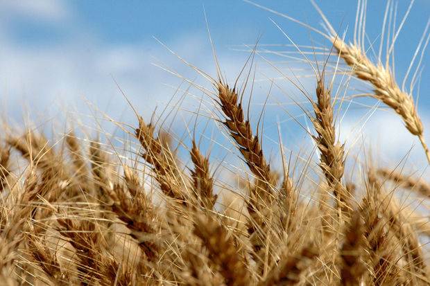 Pandemiya ilə əlaqədar buğda təchizatçılarına subsidiya veriləcək