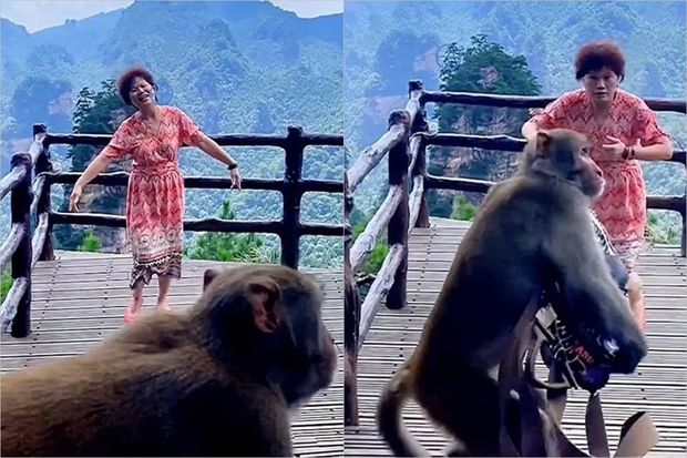 Rəqs edən qadın meymun tərəfindən qarət olundu - VİDEO