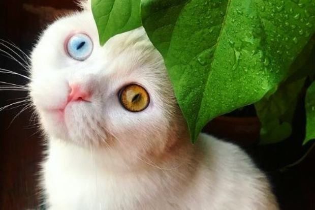 Fərqli gözləri olan pişik bloqerlik edir – FOTO/VİDEO