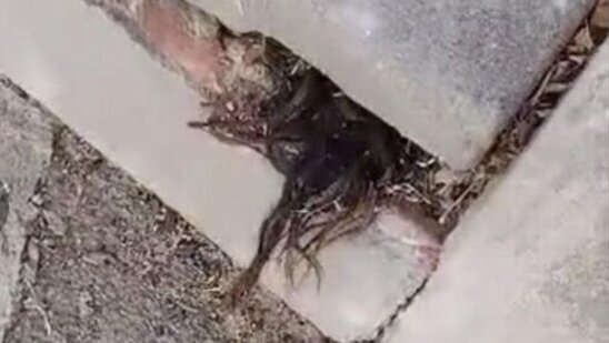 Məzarlıqda gördüyü mənzərə dəhşət saçdı - VİDEO