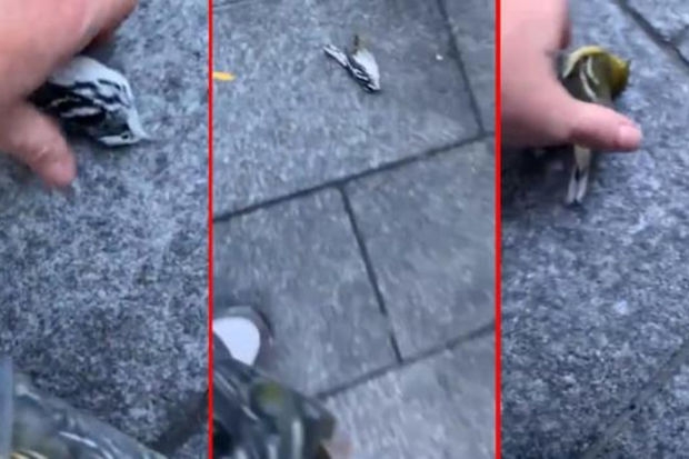 Nyu-Yorkda köç edən yüzlərlə quş “Dünya Ticarət Mərkəzi”nin binasına çırpılaraq öldü - VİDEO