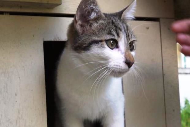 Şotlandiyada on il öncə itmiş pişik evinə qayıtdı - FOTO