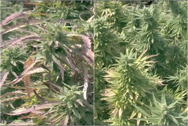 Narkotik yetişdirən Şəmkir sakini saxlanıldı - FOTO