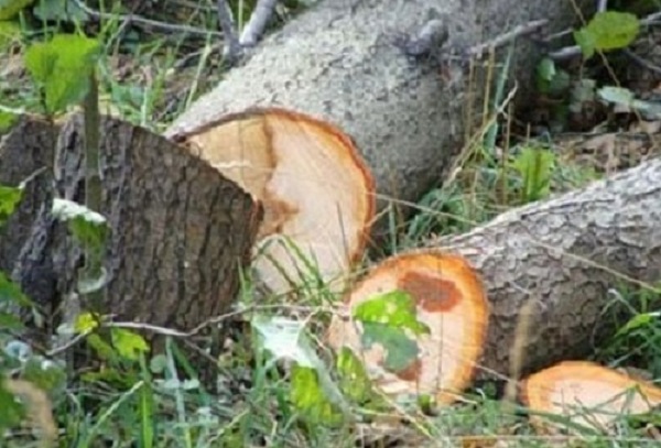 Quba meşəsindən XƏRAC ALAN NAZİR MÜAVİNİ KİMDİR? - VİDEO