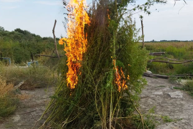 Ağdaşda bir tona yaxın çətənə kolu məhv edildi - FOTO