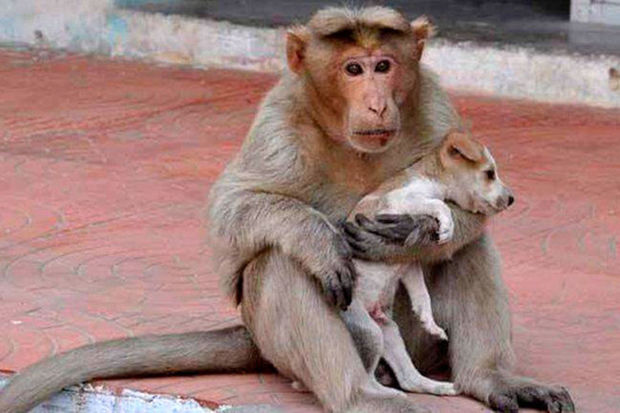 Обезьяна похитила новорожденного щенка и три дня держала его в заложниках