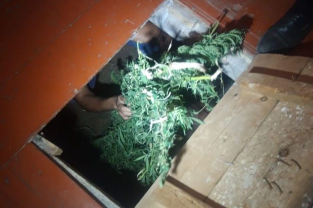 Bərdə və Göyçay sakinlərindən marixuana tapıldı - FOTO