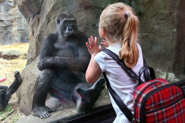 ABŞ-da heyvanların koronavirusa görə vaksinasiyasına başlanılıb