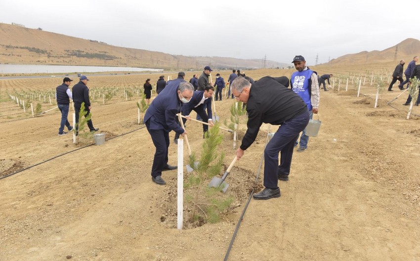 Prokurorluq orqanları əməkdaşları növbəti ağacəkmə aksiyası keçirib