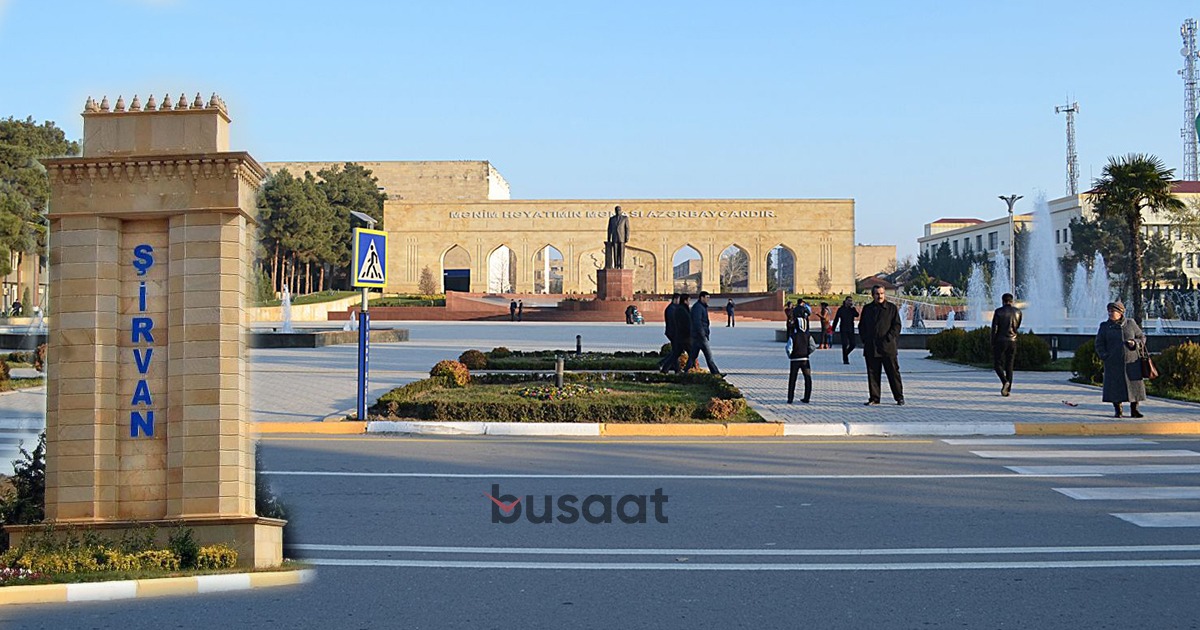 Sahibsiz küçə itləri Şirvan İH ərazisində niyə toplanır? – FOTO/VİDEO