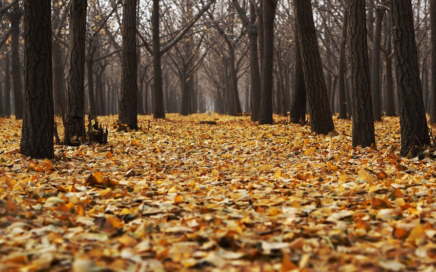 Oktyabr ayına olan hava proqnozu açıqlanıb
