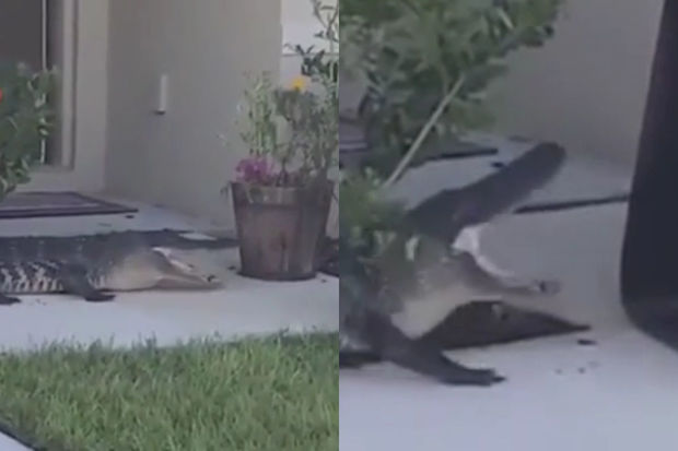 Timsahla rastlaşan keçmiş zabitin soyuqqanlı davranışı rəğbətlə qarşılandı - VİDEO