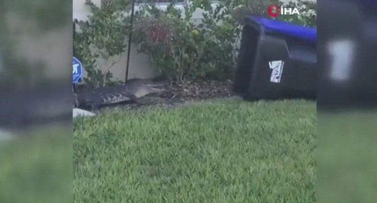 Atanın uşaqlarını qurtarması görüntüləri baxış rekordu vurdu - VİDEO