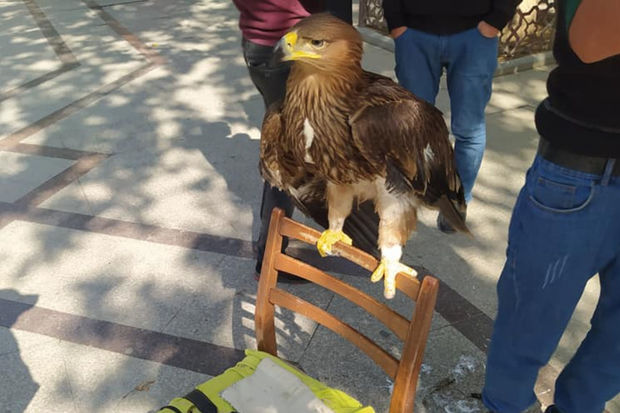 Gəncədə qartal istismar edilib - AÇIQLAMA