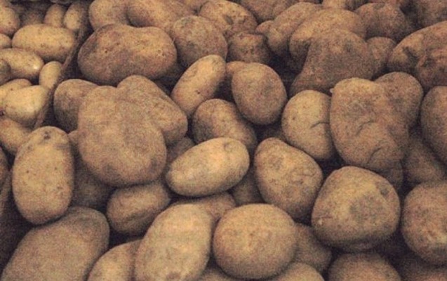 Rusiyadan gələn 40 ton kartof məhv edildi