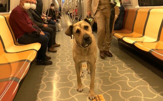 Dünya bu itdən danışır - FOTO