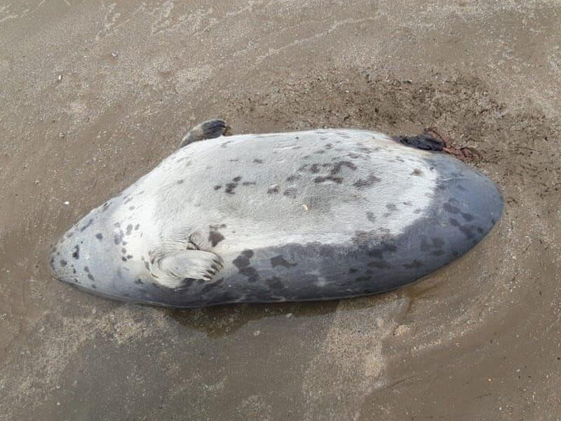 Pirşağı sahilində 10-a yaxın ölmüş suiti aşkarlanıb - FOTO