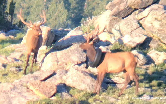 İki ildir boynunda təkərlə gəzirdi - Foto