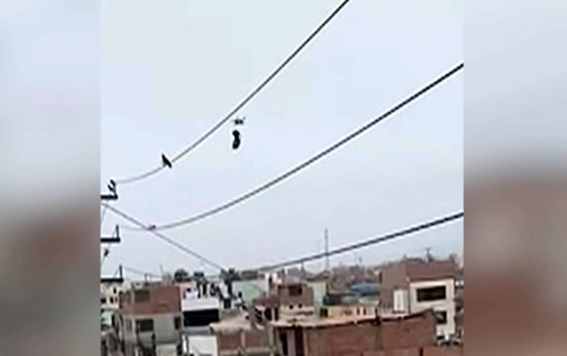 Göyərçini dronla xilas etdilər - Video