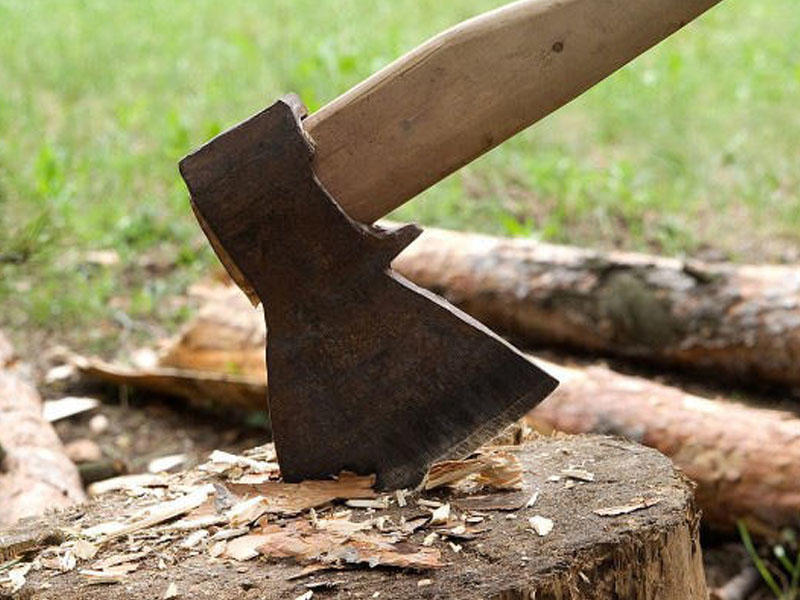 Bakıda qanunsuz ağac kəsən sahibkarlara cinayət işi açıldı