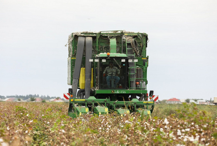 Azərbaycanda pambıq yığımı davam etdirilir