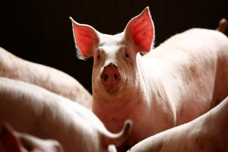 Dünyada İLK DƏFƏ: İnsana donuz böyrəyi köçürüldü